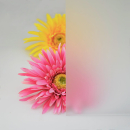 Materialmuster PLEXIGLAS® satiniert Milchglas